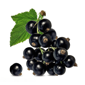 Black Elderberry Powder Extract