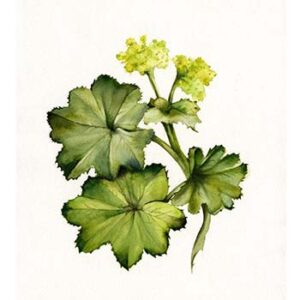 Lady's Mantle Powder Extract