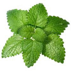 Lemon Balm Powder Extract