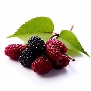 Mulberry Powder Extract