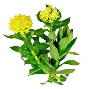Rhodiola Powder Extract