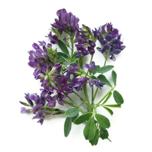 Alfalfa Powder