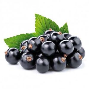 Black Currant Powder Extract
