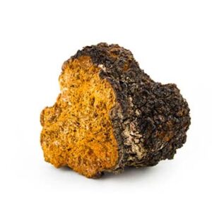 Chaga Powder Extract