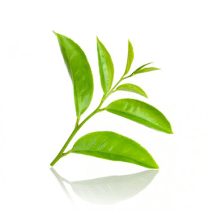 Green Tea Powder Extract