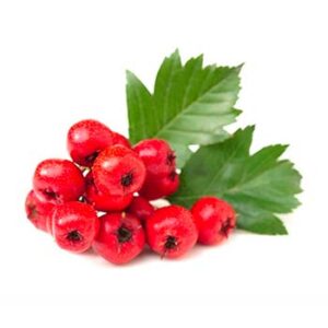 Hawthorn Powder
