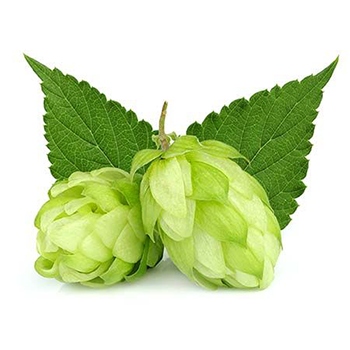 Hops Powder Extract
