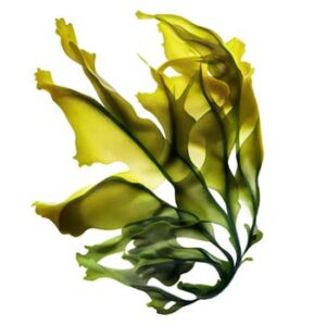Kelp Powder