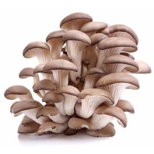 Oyster Mushroom Powder Extract