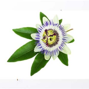 Passion Flower Powder Extract