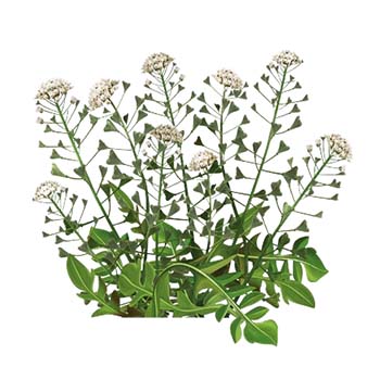 Shepherd's purse Powder Extract