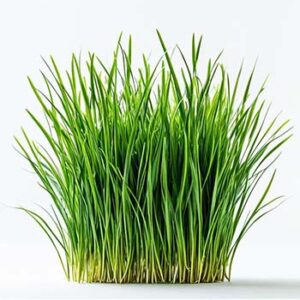 Wheatgrass Powder