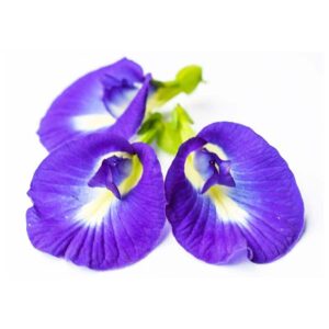 Butterfly Pea Flower
