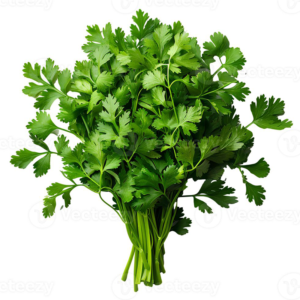 cilantro