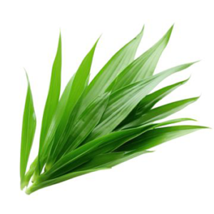 pandan leaf