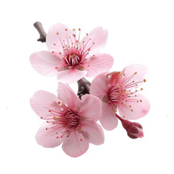 Salted Cherry Blossom Sakura Powder